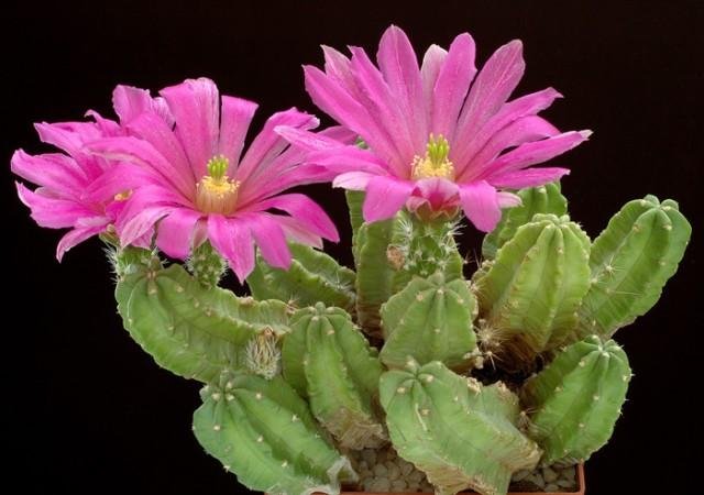 Echinocereus_morricallii